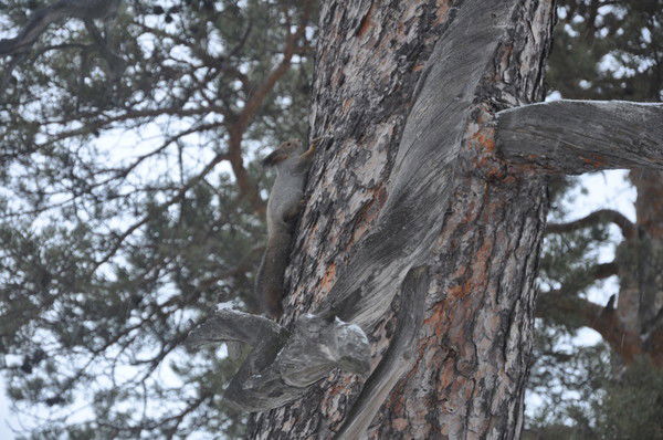 Галина Чудинова