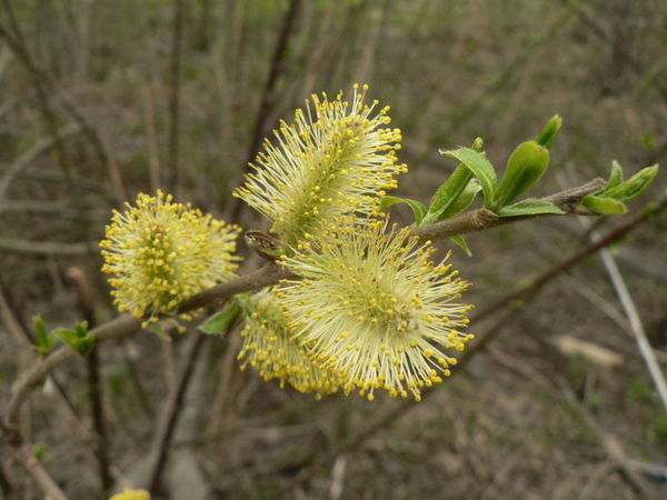 Радмила Григорьева