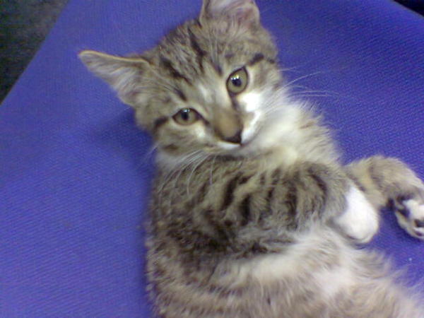 Елена Мичкова