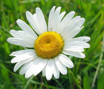 Марина Вавдичик