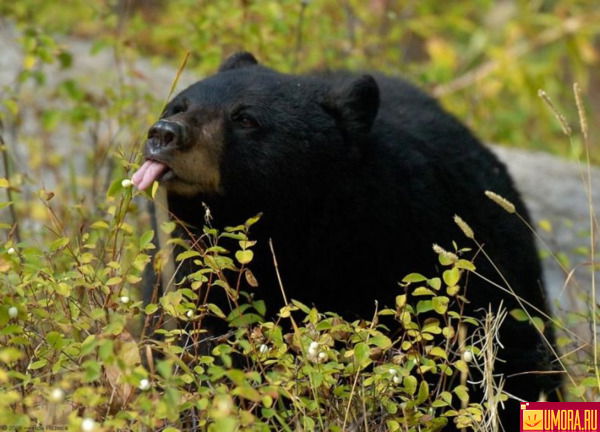 Алексей Самарин