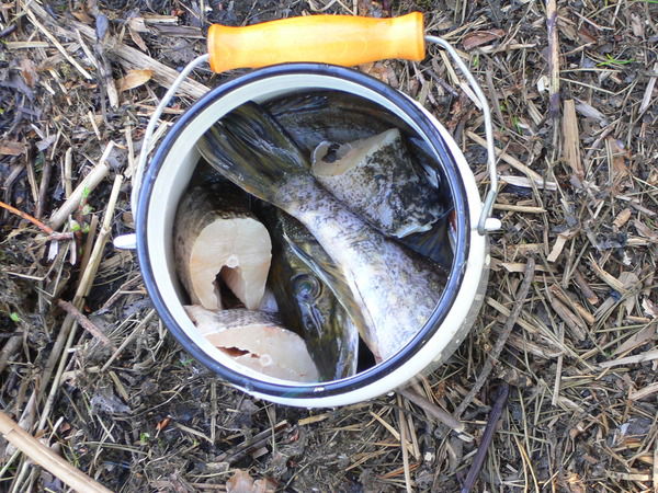 Сергей Зинаковы