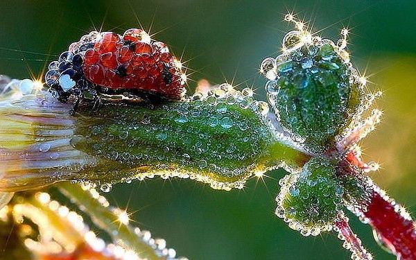 Танюшка Симпампушка