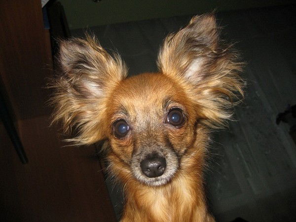 Елена Ковалева