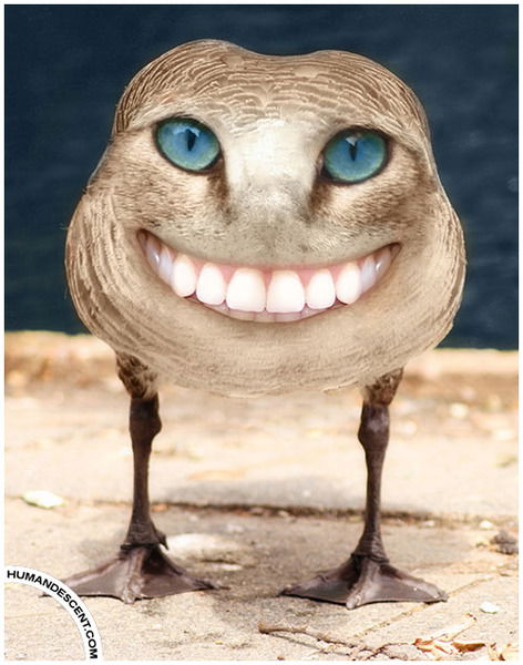 Цыпа Монстр