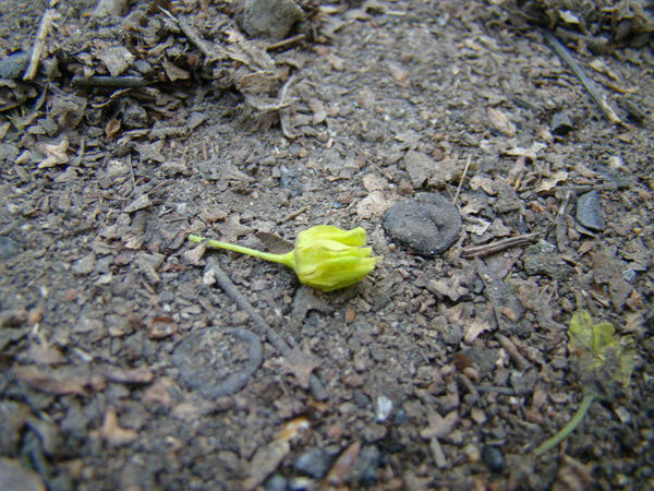 Аскерова Анастасия