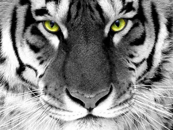 Aйбек Тилеков