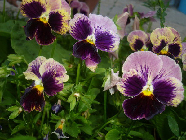 Анна Храмых