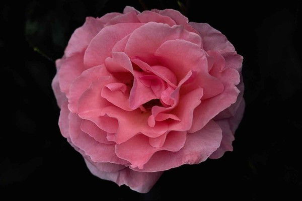 Виолетта Лубенченко