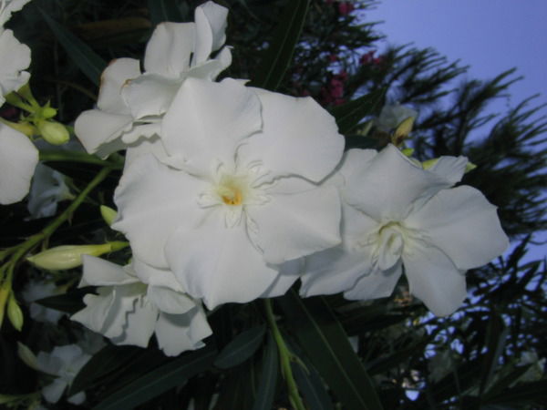 Наталiя Анатольевна