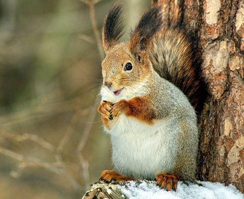 Соловецкий Лх Проурзин