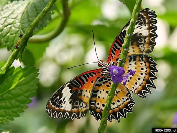 Нина Куликова