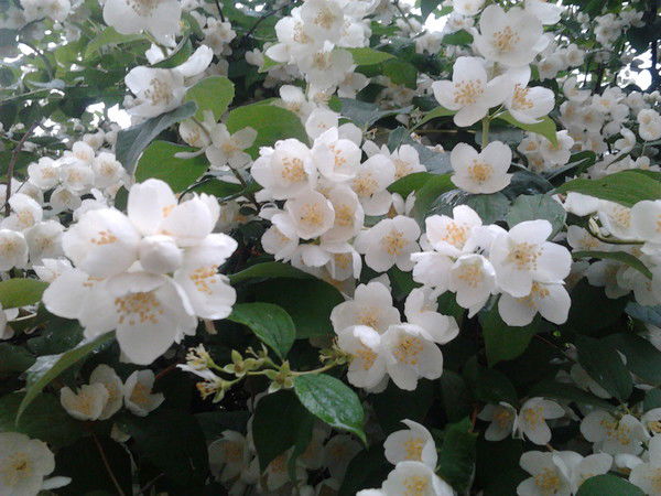 Галина Головина