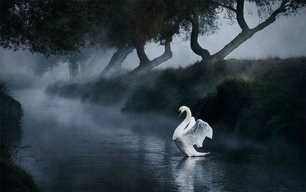 Анастасия Елизарьева