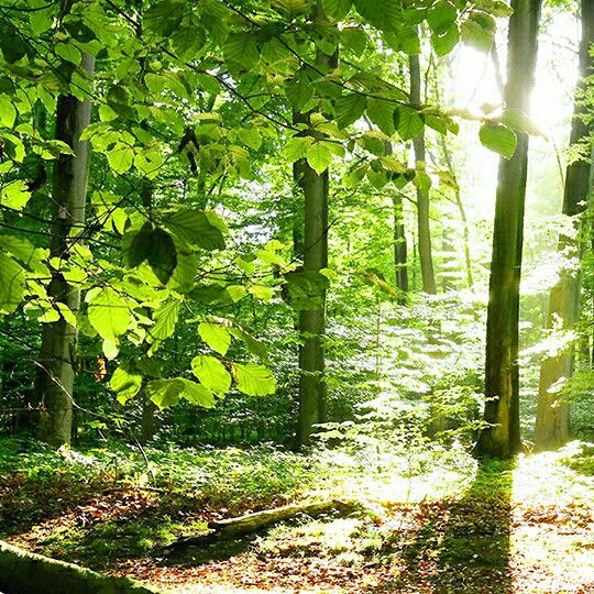 Ахмет Бадрутдинов