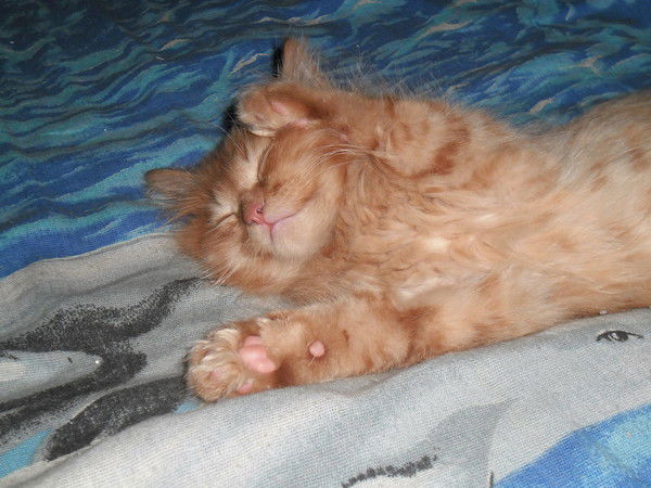 Наталия Анфимова