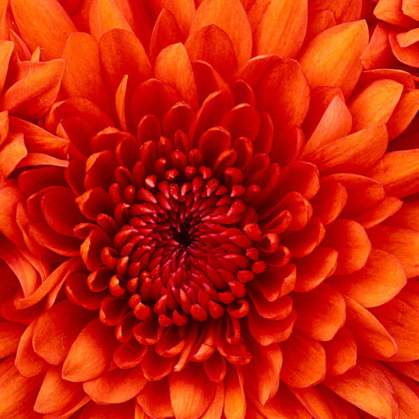 _Аня_ _Кириллова_