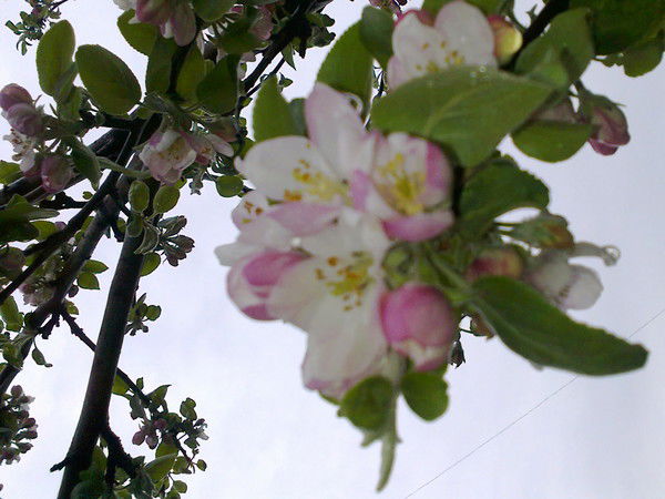 Галина Кузённая