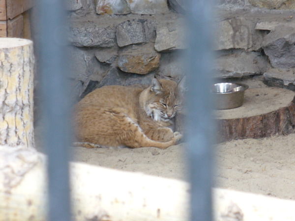 Елена Князькова
