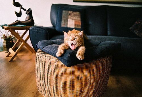 Элина Козлова