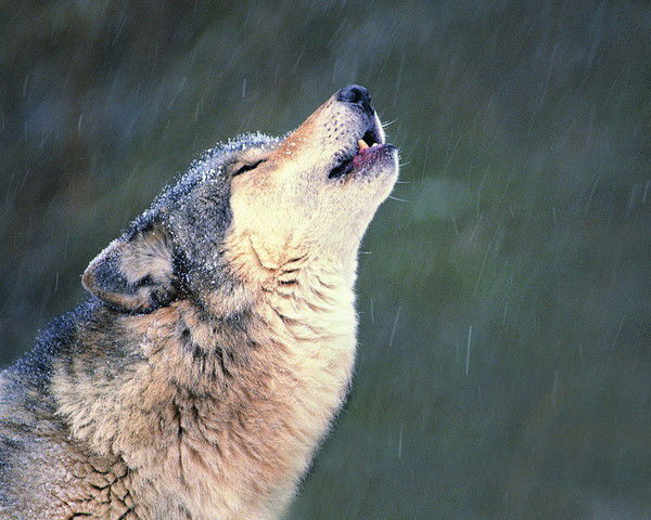 Сергей Громов