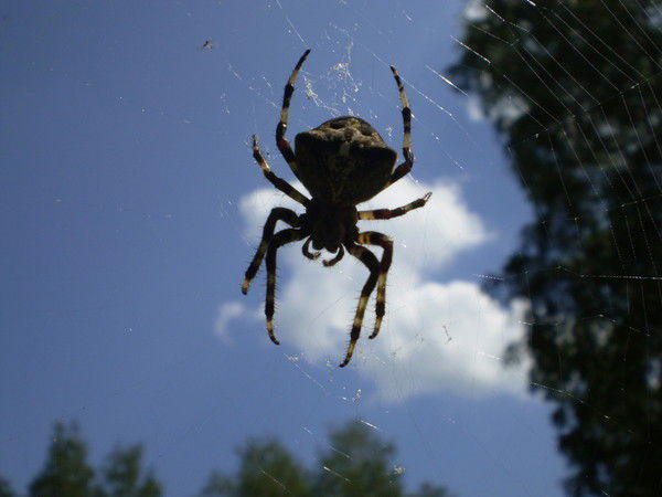 Наталья Рябова