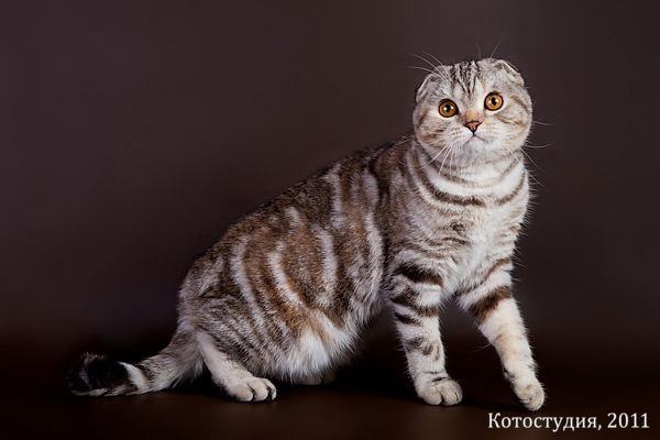 Анастасия Зарькова