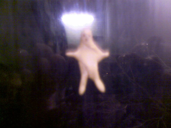 Евгений Анреевич Денисенко