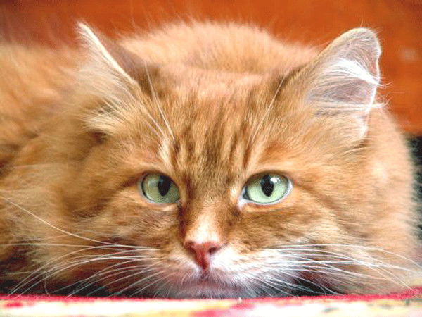 Мария Гаджиева