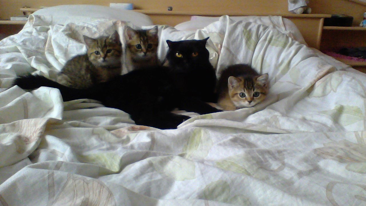 Михаил Микулин