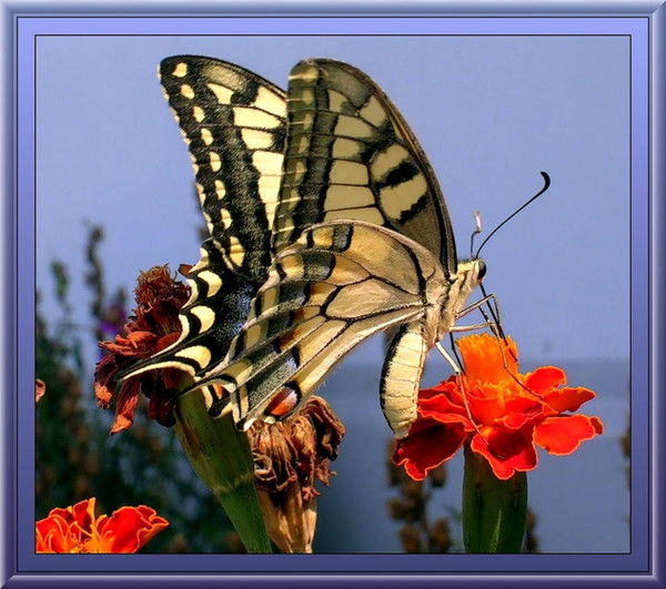 Светлана Промышленникова