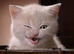 Александр Осин