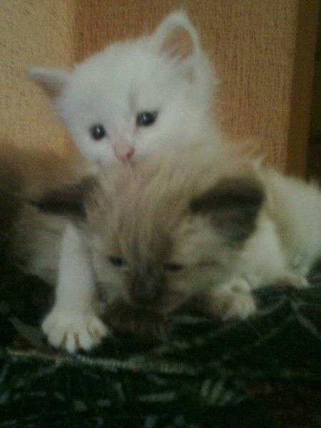 Виктория Княгинина