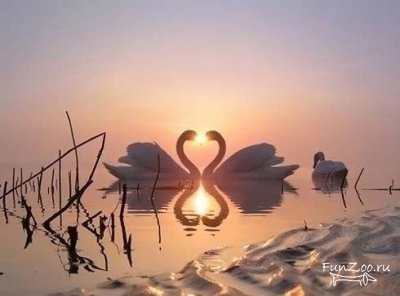 Бота Усенова