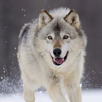 Вова Соколенко