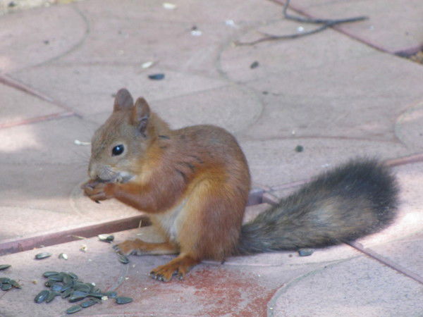 Ольга Артемьева