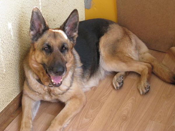 Борис Александр