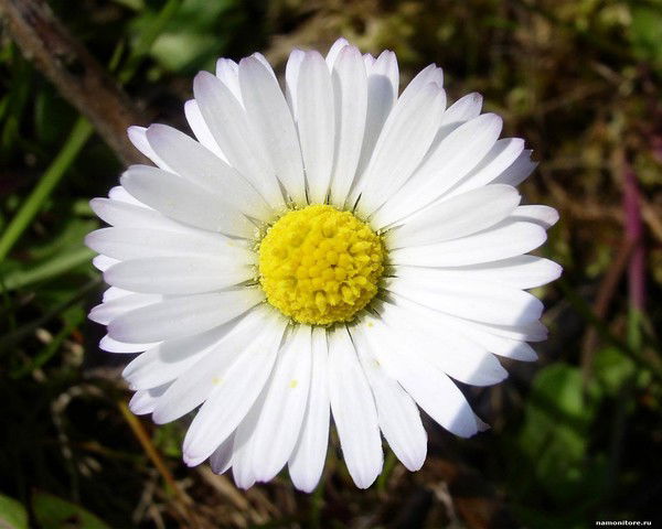 Павел Гайсин