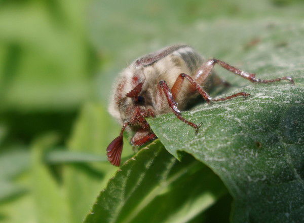 Наталия Вишнякова