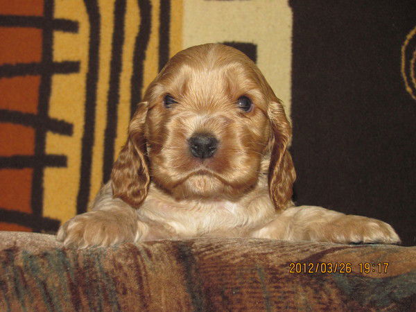 Игорь Листопад