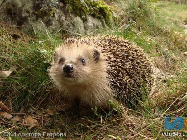 Дарья Базелюк