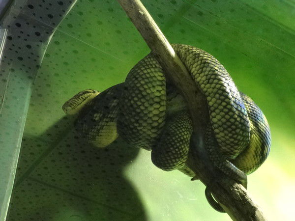 Елена Егенова