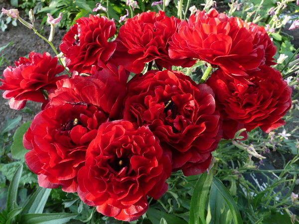 Ольга Шестакова