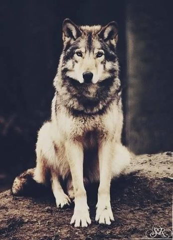 Дмитрий Кудаев