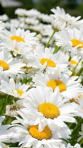 Людмила Кретова(Курочкина)