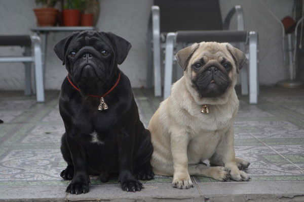 Светлана Лорей