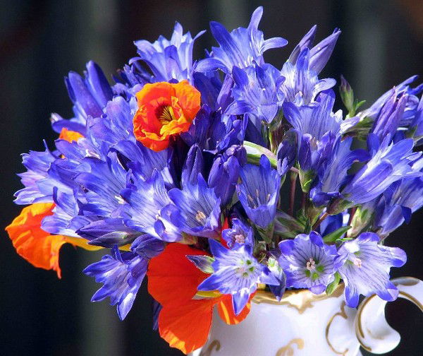 Альфия Альфия