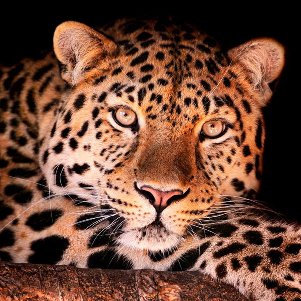 Надежда Гуренкова