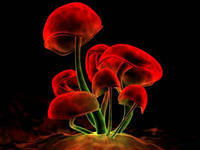 Алексей Прокопчук