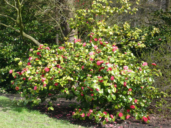 Ленусик Ленусик